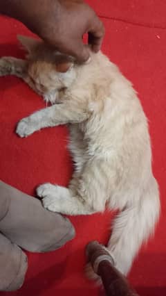 I whant to sell my 3 months old cat