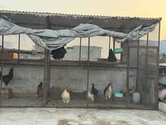 big cage for sale with 25  hens