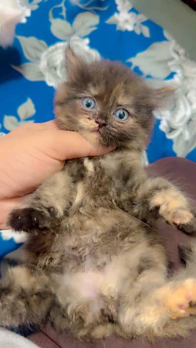 Persian Triple Coated male and Female Kittens Availbe