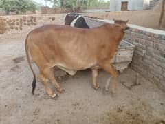 baby girl cow
