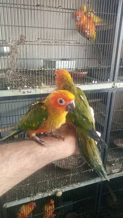 sun conure pathy