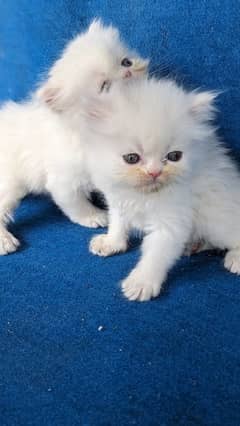 fluffy | kitten | fancy Cat | baby | low price | 3 coated