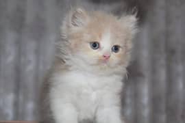 fluffy | kitten | fancy Cat | baby | low price | 3 coated