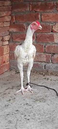 White Aseel patha