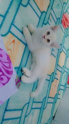 Persian Kitten Female