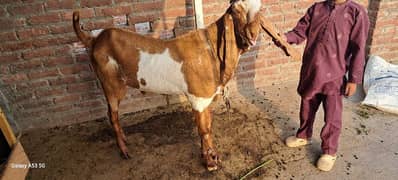 bital bakra