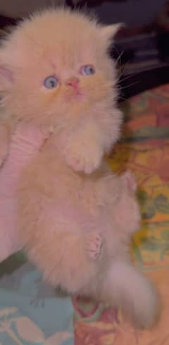High Quality perisan kitten