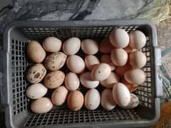 Ghar ki Desi murghi ke eggs