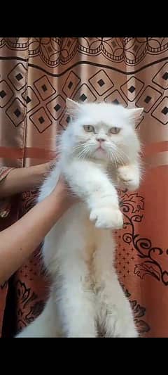 breader cat with male kitten