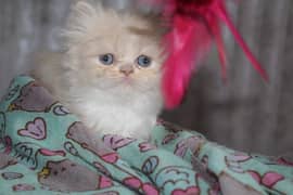 fluffy