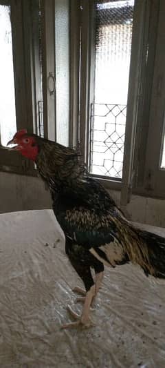 animal