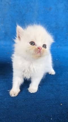 fluffy
