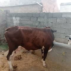 cow is very beautiful