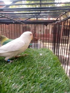 . Albino red eyes decino parblue spliteno