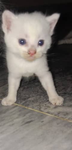 white double coated kitten