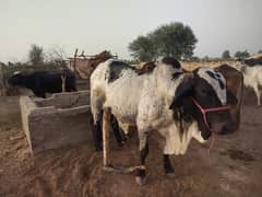 cholistani bulls