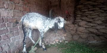 مکھی چینی نسل کا بکرا
