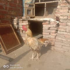 Pure aseel murga