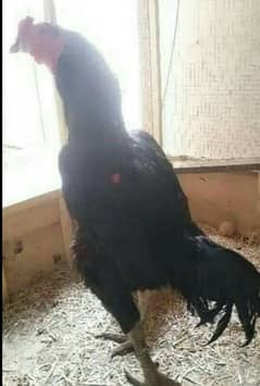 thai breeder rooster thim eyes male