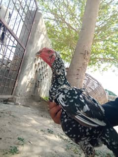 Aseel