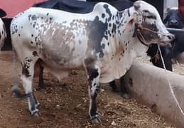 qurbani