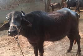 qurbane ka leya he