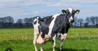Cow milking