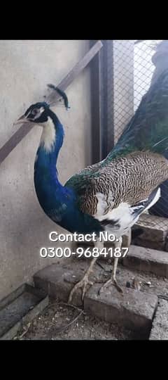 Peacocks pair for sale