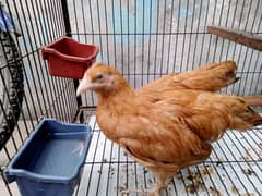 brhama hen