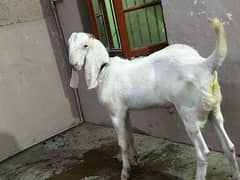 Bakra