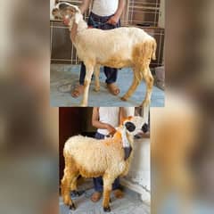 2 Heavy weight Chatray for sale