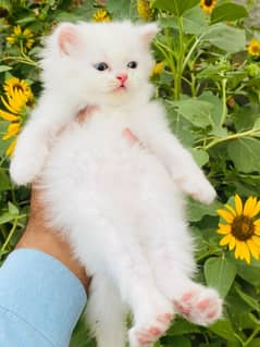 Parsian kitten 3rpl coat