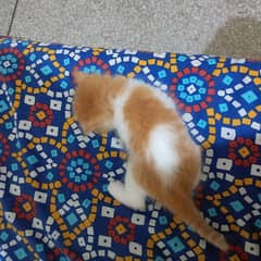 baby cat for