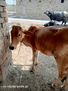 Cow