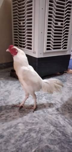 Heera