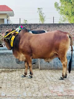 Qurbani bull | Bachra | Ablak ,Cholistani ,Sahiwal | Wehra | بچرا