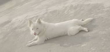 Pista russian female dog