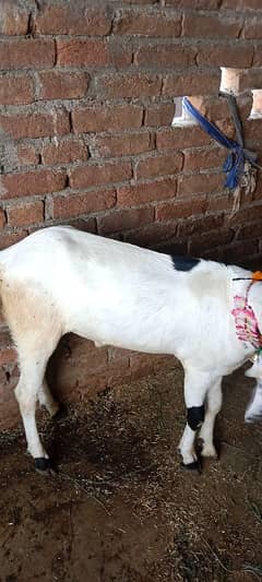 Bakra for qurbani 2025 for sale