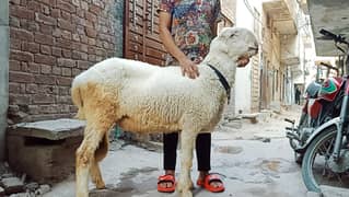 Pure Mundra Chatra 2 dant
