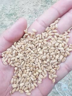 Wheat