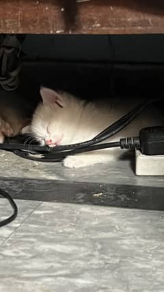Persian cat kitten pair