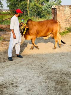 Qurbani