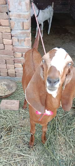 Bakra for qurbani 2025 for sale