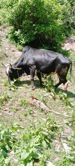 Desi