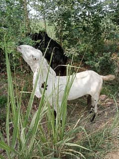 Bakray and bakri for sale in