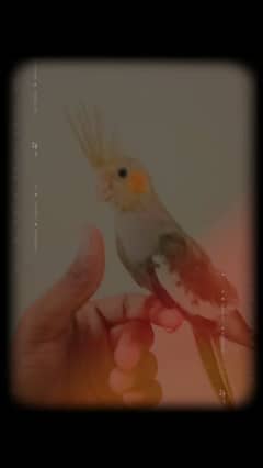 hane tame cocktail parrot