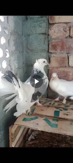 laka pair with 2chicks