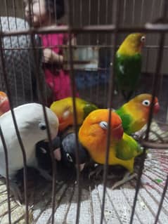 love birds pair for sale