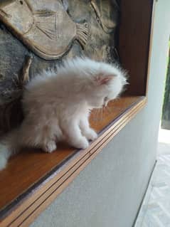 kitten