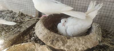 Khumray (Dove) for sale 03030646720